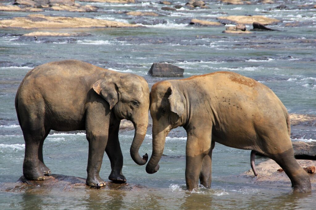 elephants, animals, water, sri lanka, nature, trunk