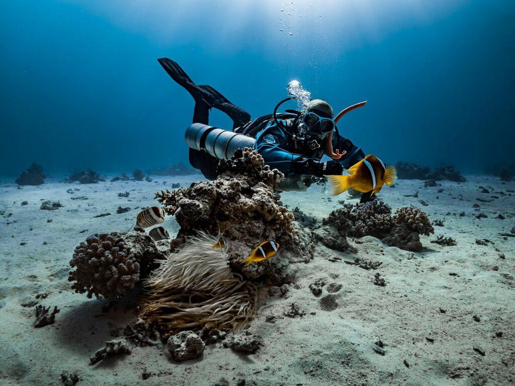 diver, anemone, fish, nature, underwater, clown fish