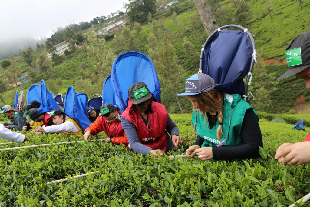 Workers carefully picking tea leaves in lush Nuwara Eliya tea plantation.